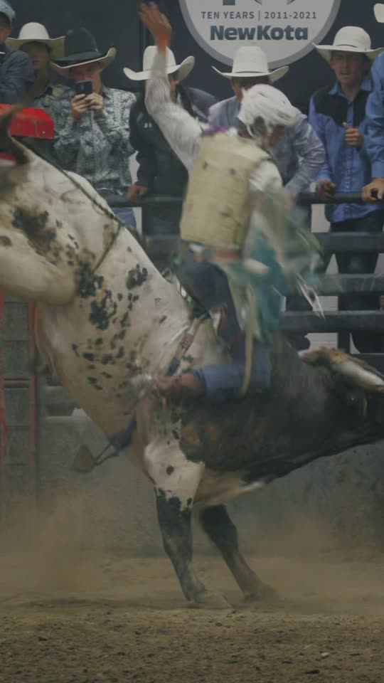 A bull rider thrown sideways on a spotted bull out of the chute